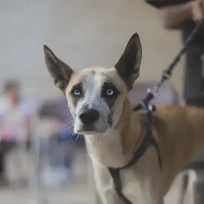 The Street Dog Coalition volunteers